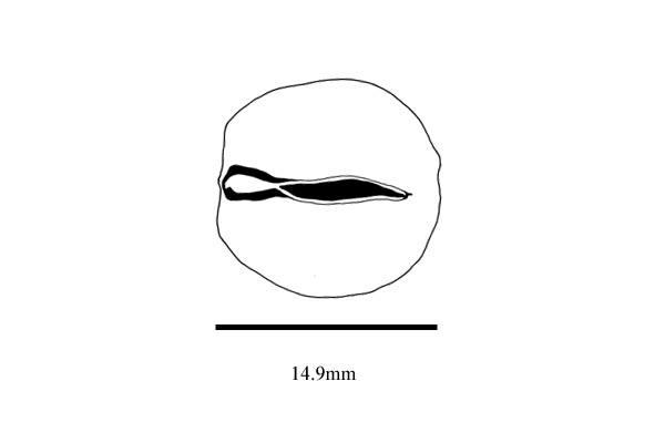 Embryo drawing