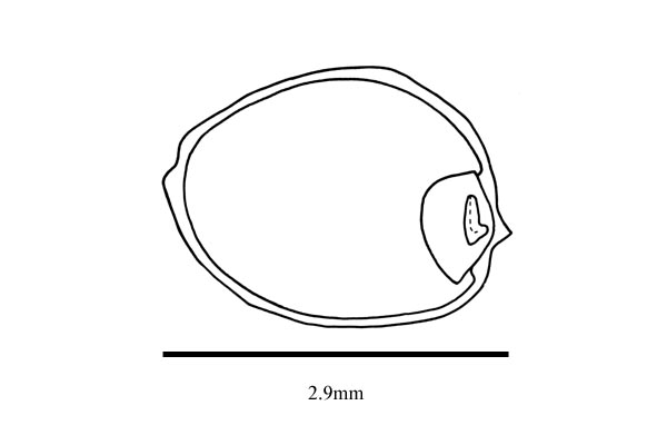 Embryo drawing