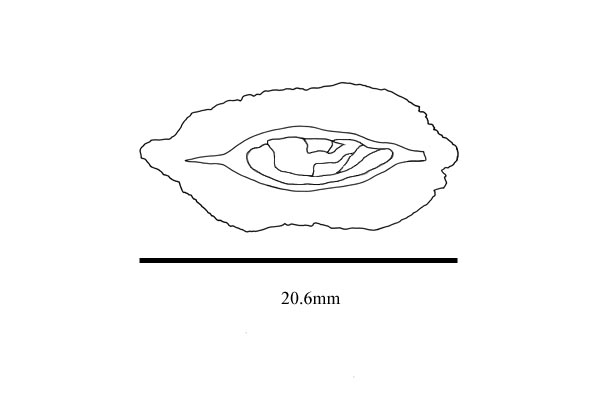 Embryo drawing