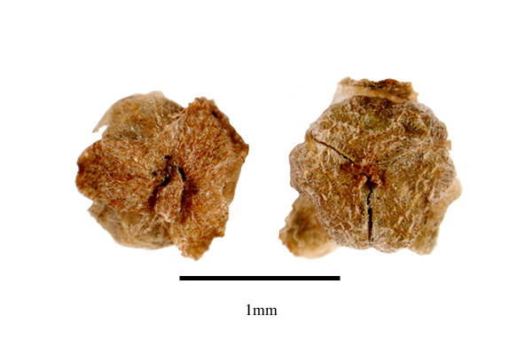Fruits