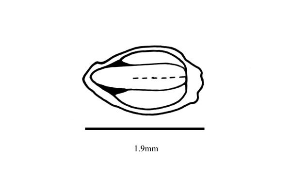Embryo drawing