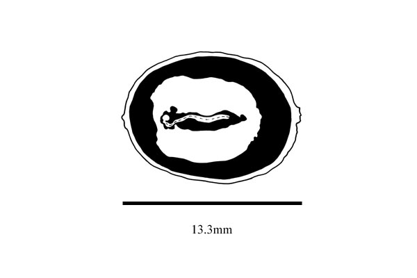 Embryo drawing