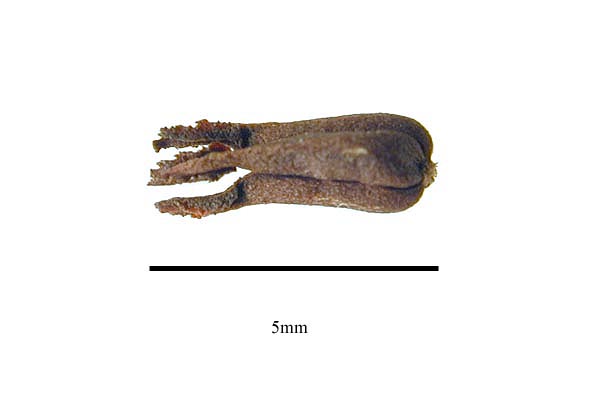 Fruit