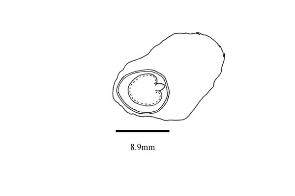 Embryo drawing