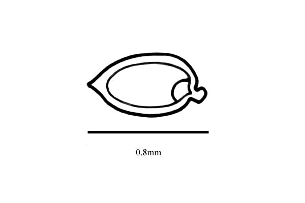 Embryo drawing
