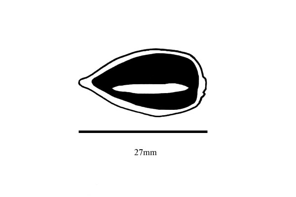 Embryo drawing
