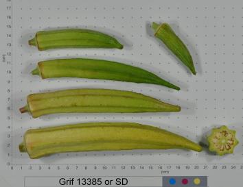 Click for 2 image(s) for this accession. FRUIT