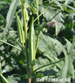 column FRUIT