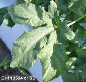 column Leaf