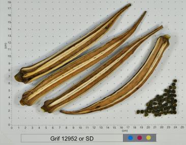 column FRUIT