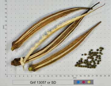 column FRUIT