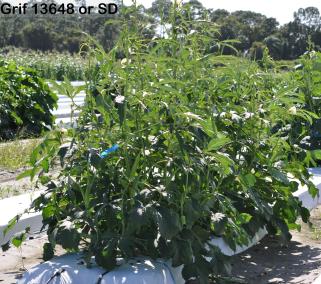 column Plant
