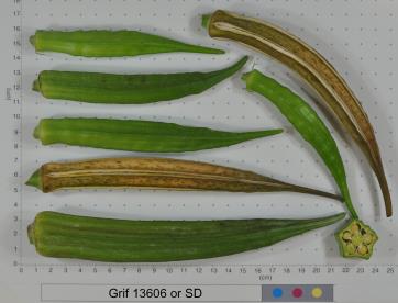 column FRUIT