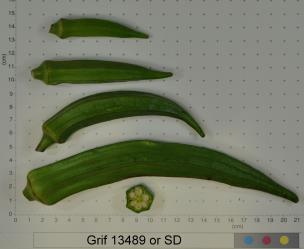Click for 2 image(s) for this accession. FRUIT