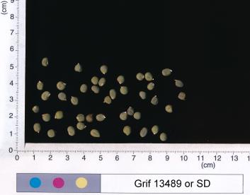 column SEED