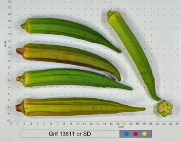 column FRUIT
