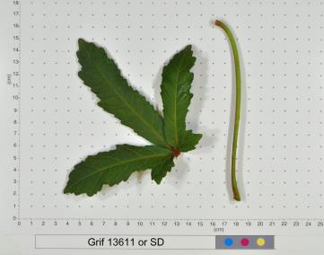 column LEAF