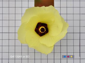 column FLOWER