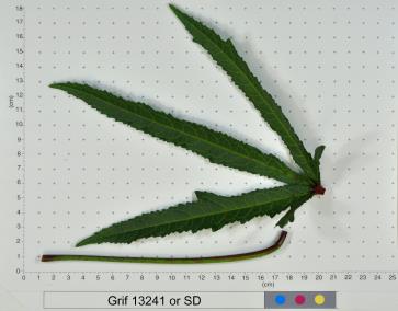 column LEAF