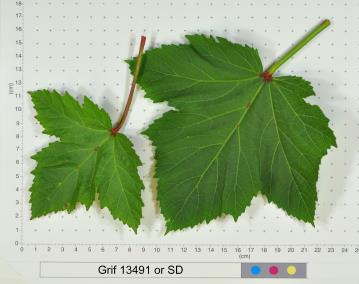 column LEAF