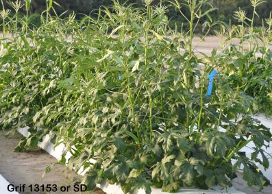 column Plant