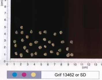 column SEED