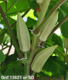 column FRUIT