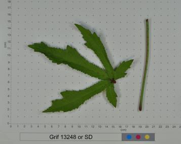 column LEAF