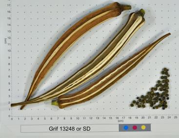 column FRUIT