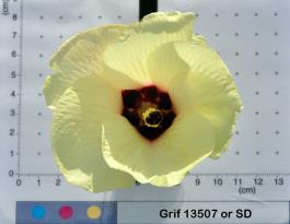 column Flower