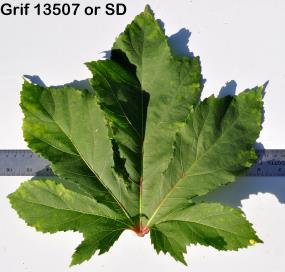 column Leaf