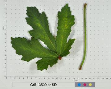 column LEAF