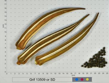 column FRUIT