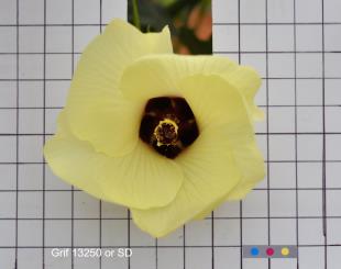 column FLOWER