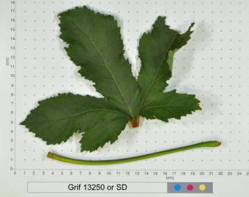 column LEAF