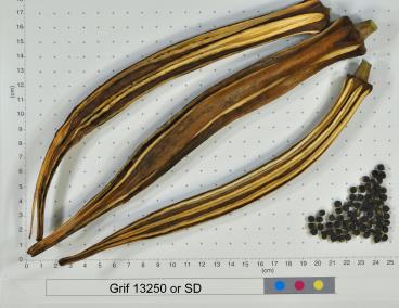 column FRUIT