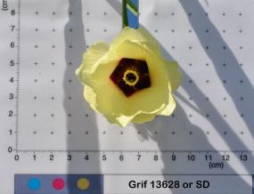 column Flower