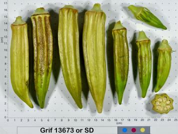 column Fruit