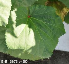 column Leaf