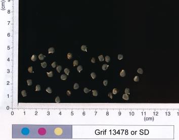 column SEED