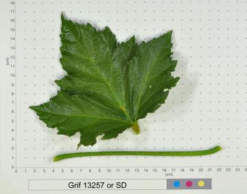 column LEAF