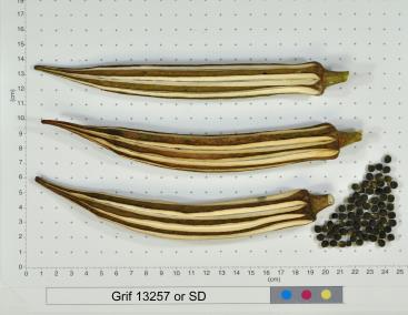 column FRUIT