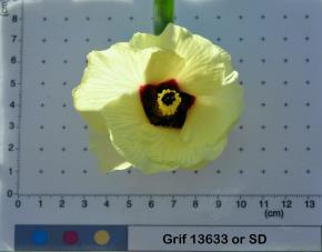 column Flower