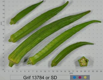 Click for 2 image(s) for this accession. FRUIT