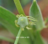 Click for 5 image(s) for this accession.
