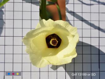 column FLOWER
