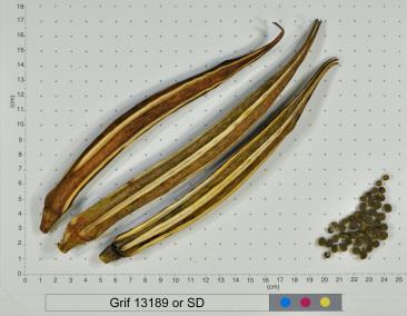 column FRUIT