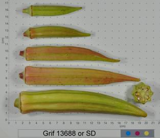 Click for 2 image(s) for this accession. FRUIT