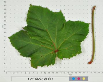 column LEAF