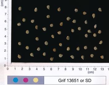 column SEED